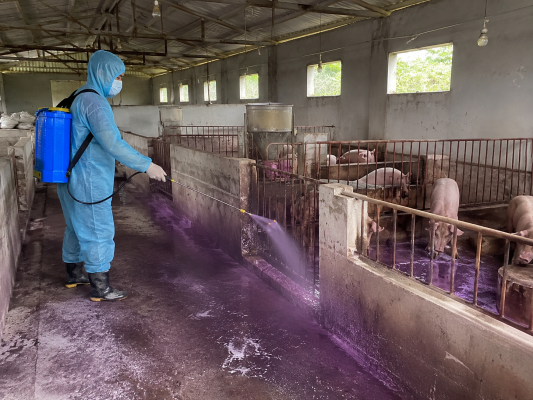 thuốc tím KMnO4 khử trùng chuồng trại